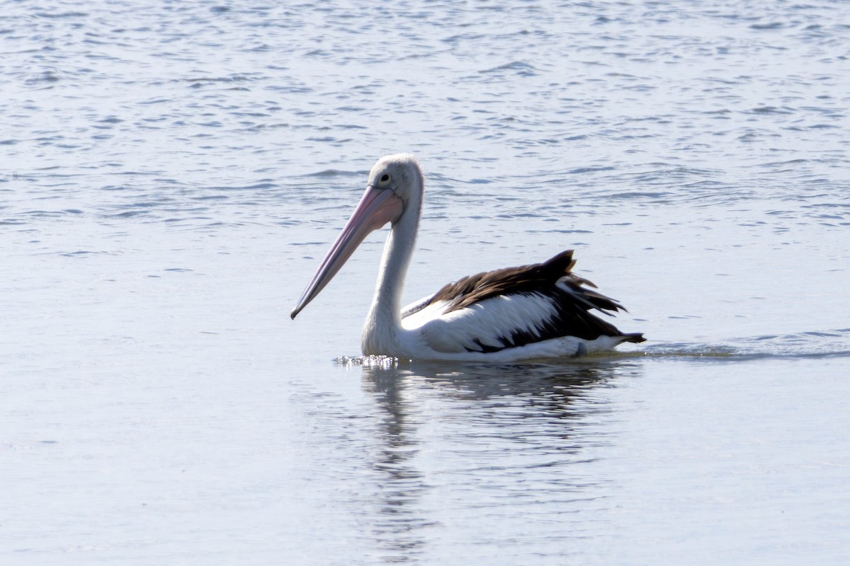Australian Pelican - ML656938350