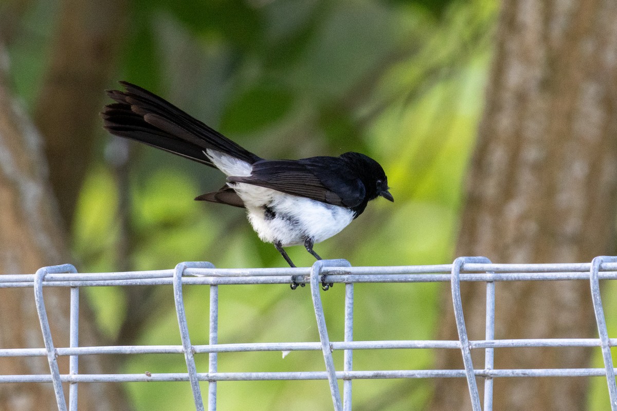 Willie-wagtail - ML656938396