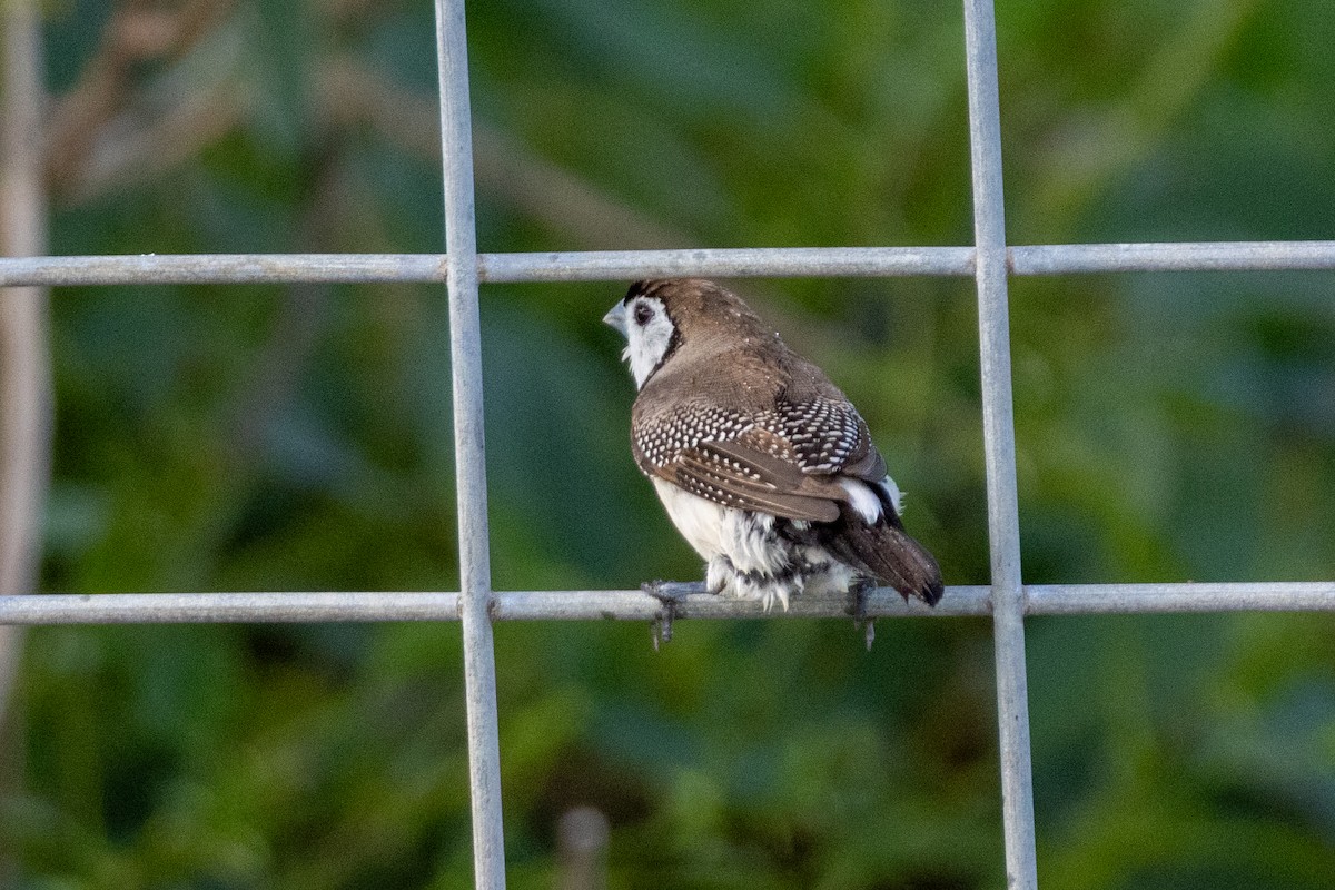 Double-barred Finch - ML656938399