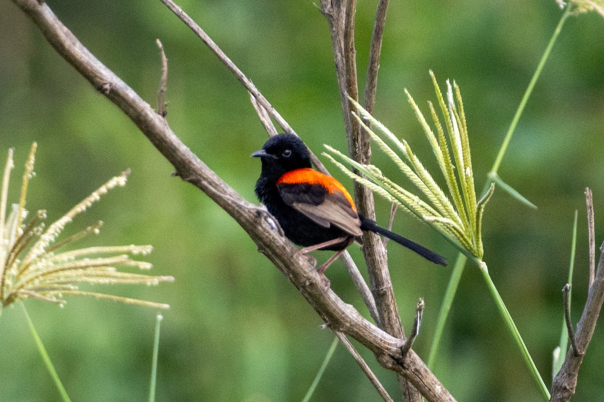 Red-backed Fairywren - ML656938405