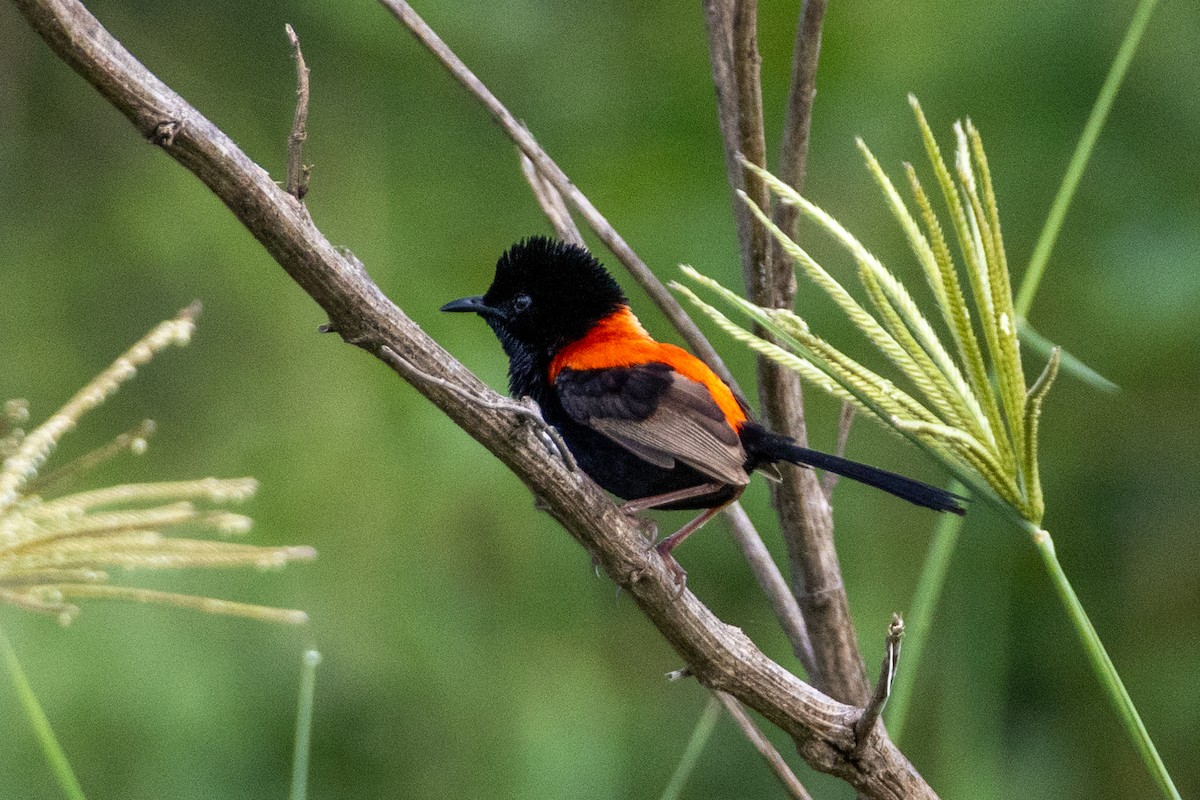Red-backed Fairywren - ML656938406