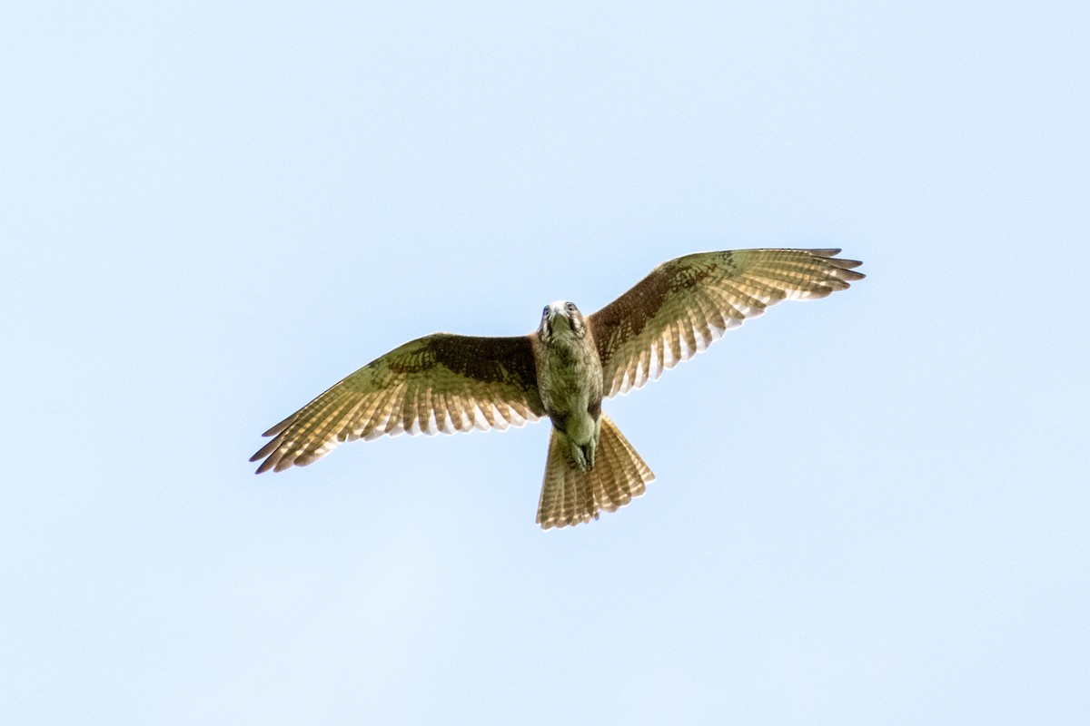 Brown Falcon - ML656938420