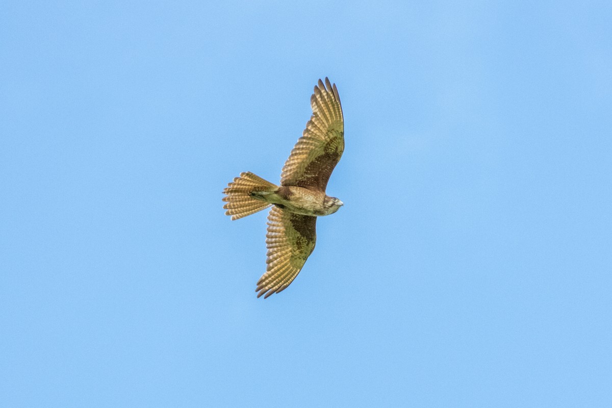 Brown Falcon - ML656938421