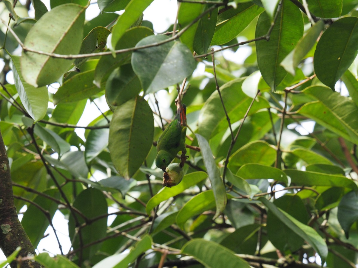 Blue-crowned Hanging-Parrot - ML656938882