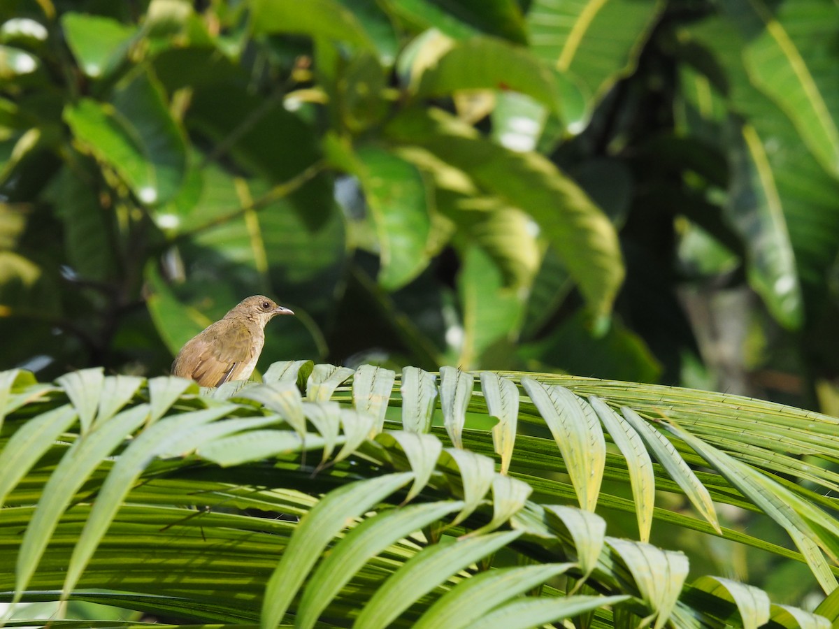 Olive-winged Bulbul - ML656938887