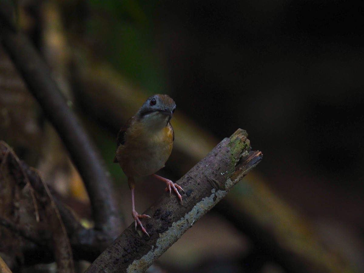 Short-tailed Babbler - ML656938891