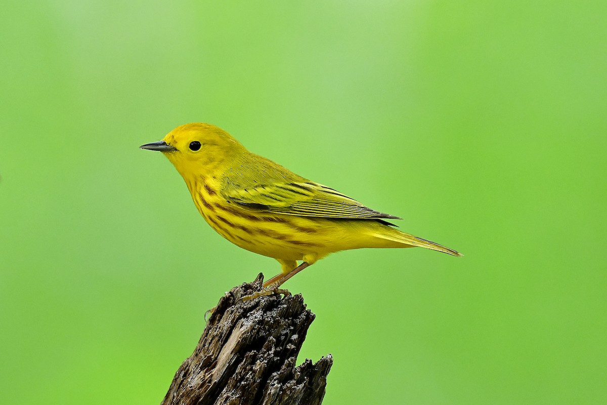 Northern Yellow Warbler - ML656939539