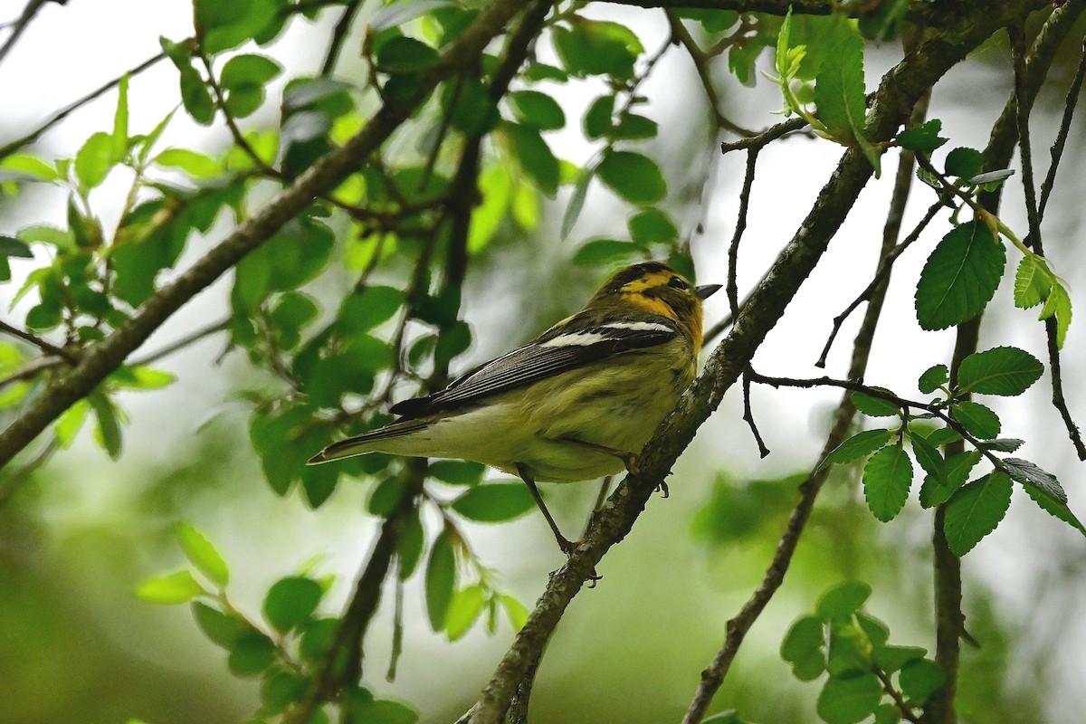 Blackburnian Warbler - ML656939540
