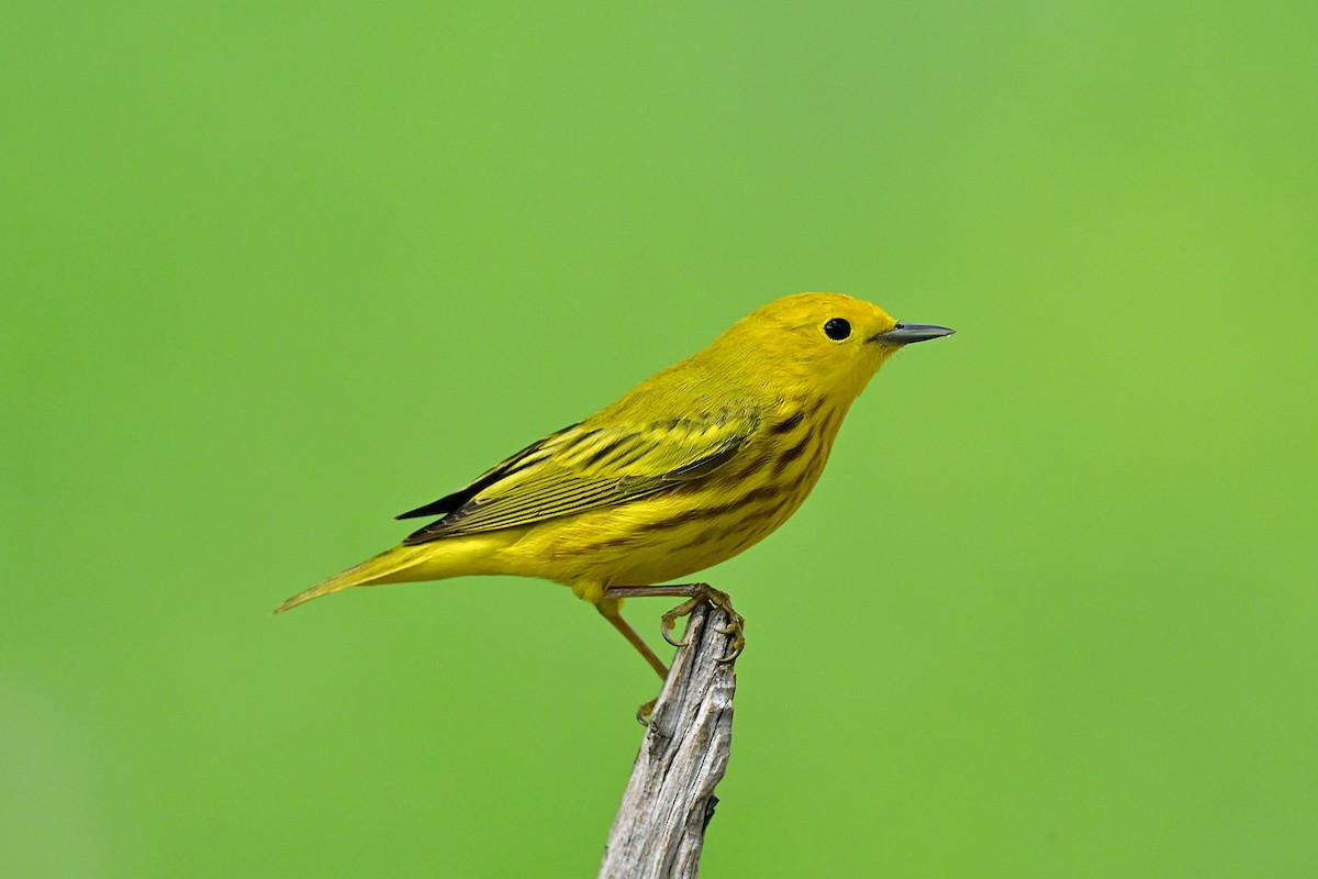 Northern Yellow Warbler - ML656939541