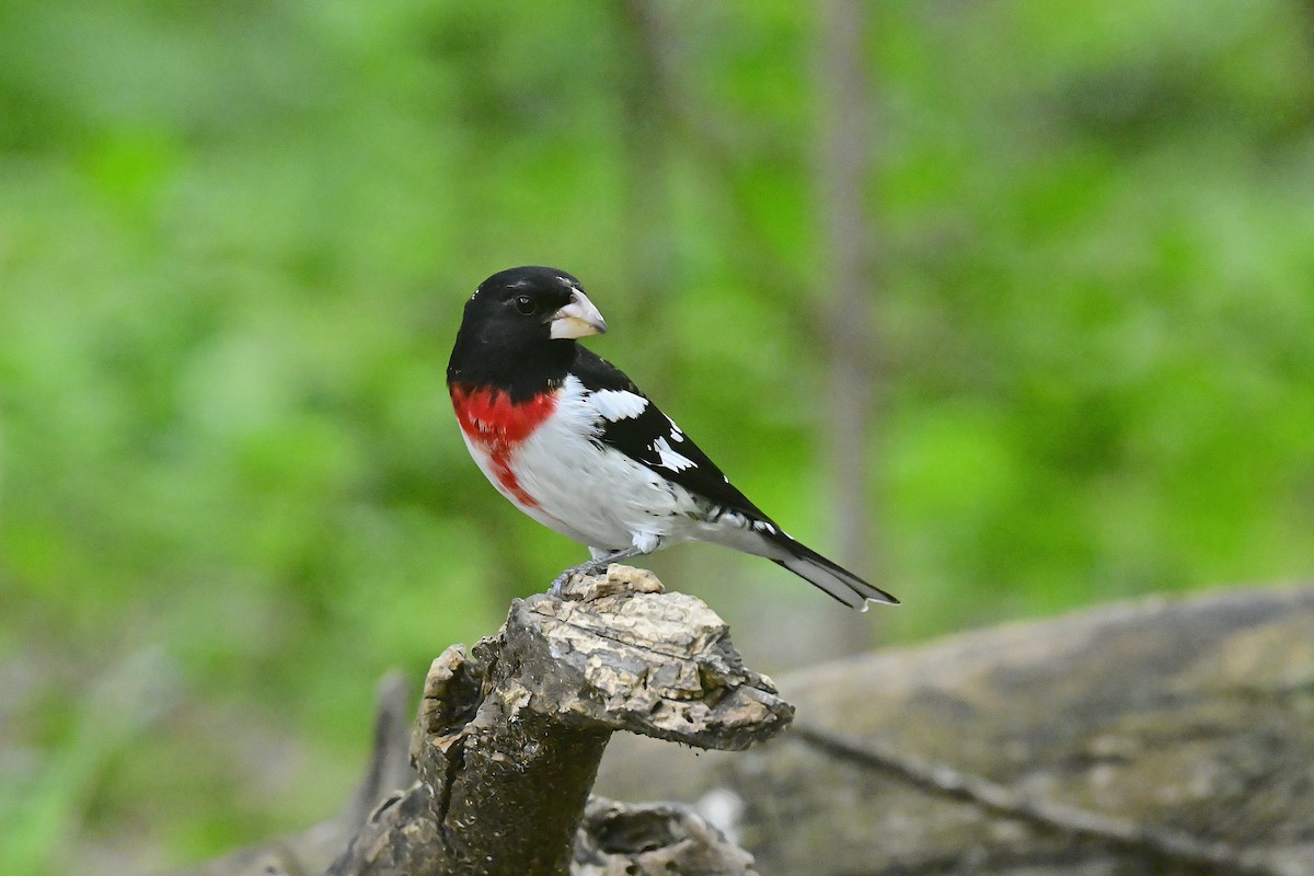 Rose-breasted Grosbeak - ML656939574
