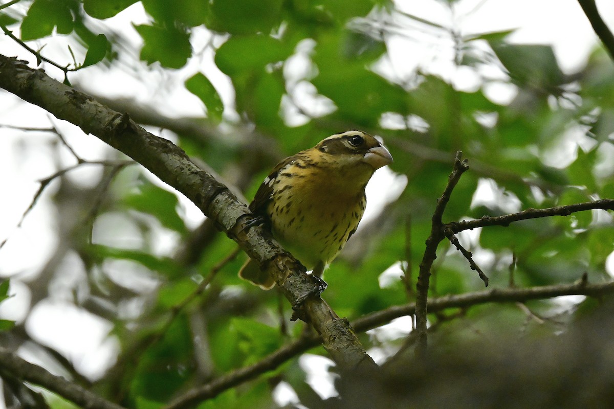 Rose-breasted Grosbeak - ML656939581