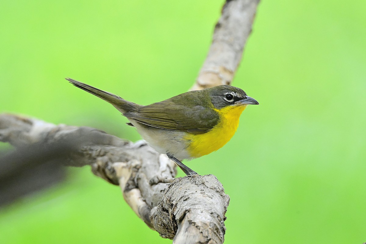 Yellow-breasted Chat - ML656939597