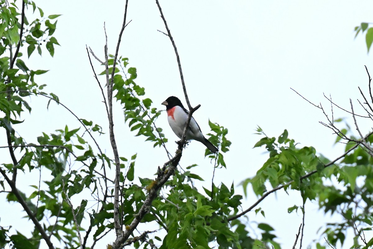 Rose-breasted Grosbeak - ML656939603