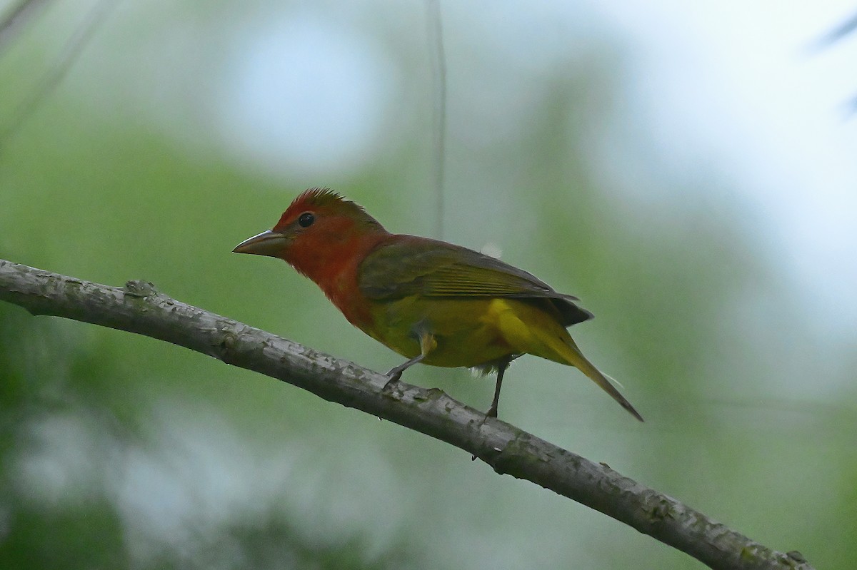 Summer Tanager - ML656939609