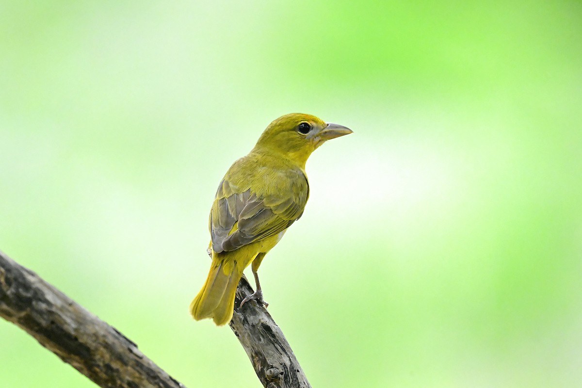 Summer Tanager - ML656939610