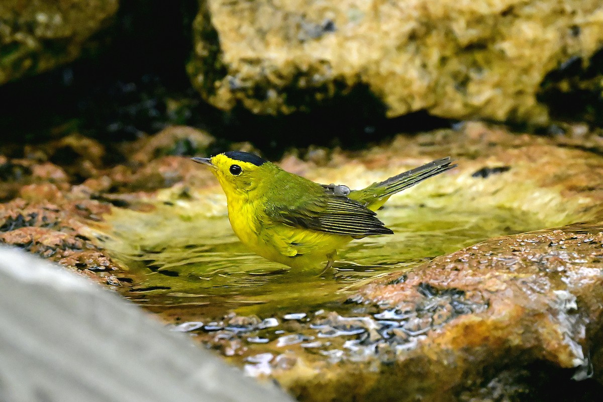 Wilson's Warbler - ML656939611