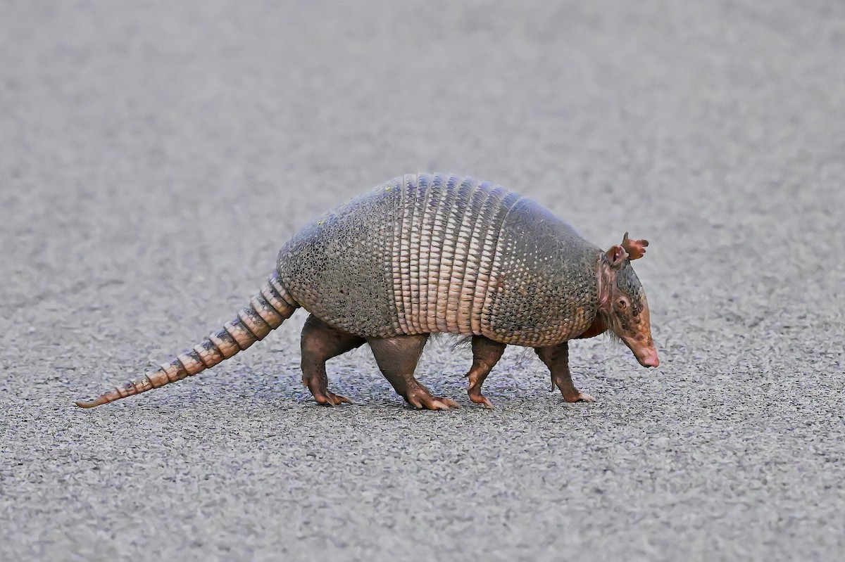 Long-nosed Armadillos - ML656939615