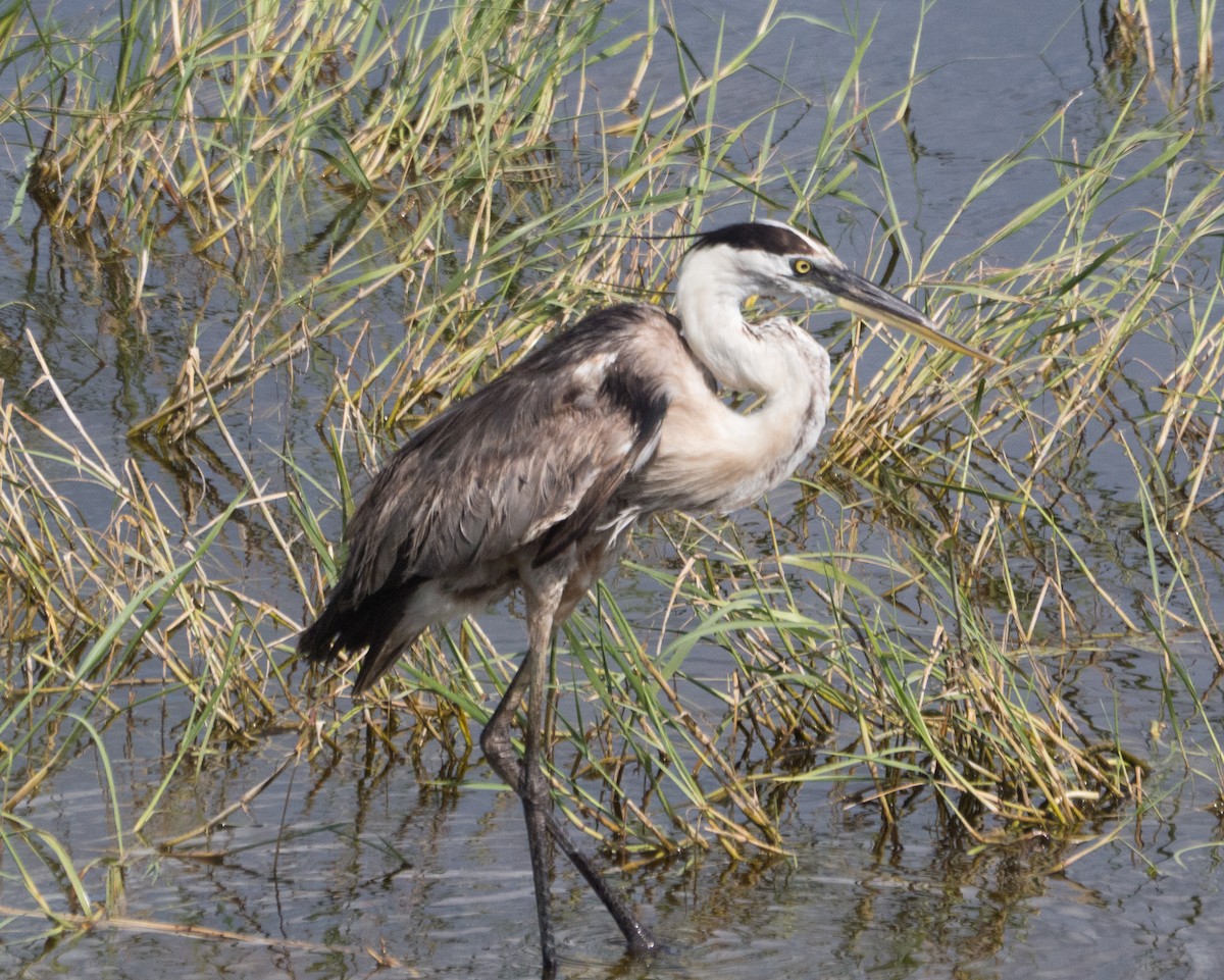 Great Blue Heron - Kevin Palmer