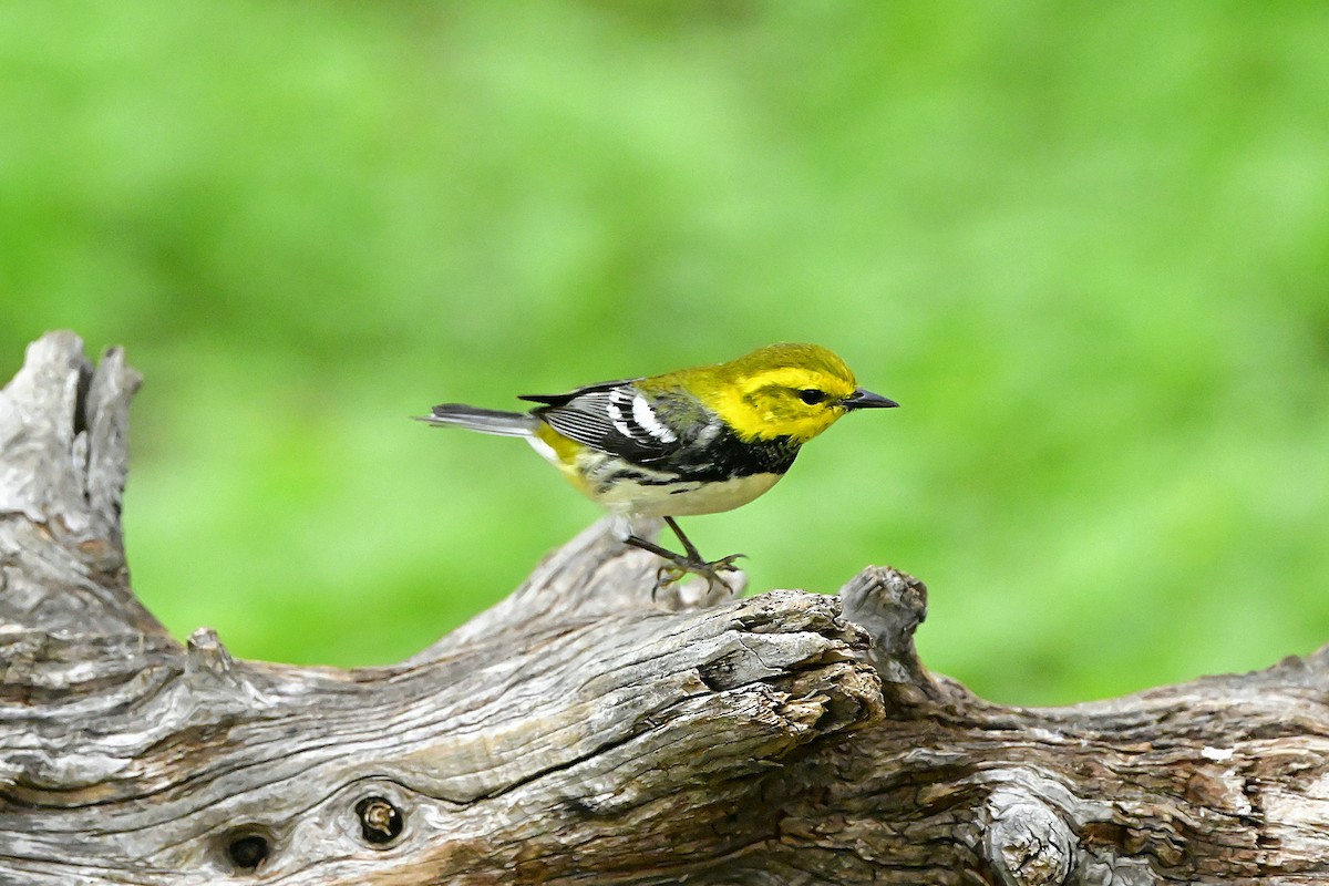 Black-throated Green Warbler - ML656939754