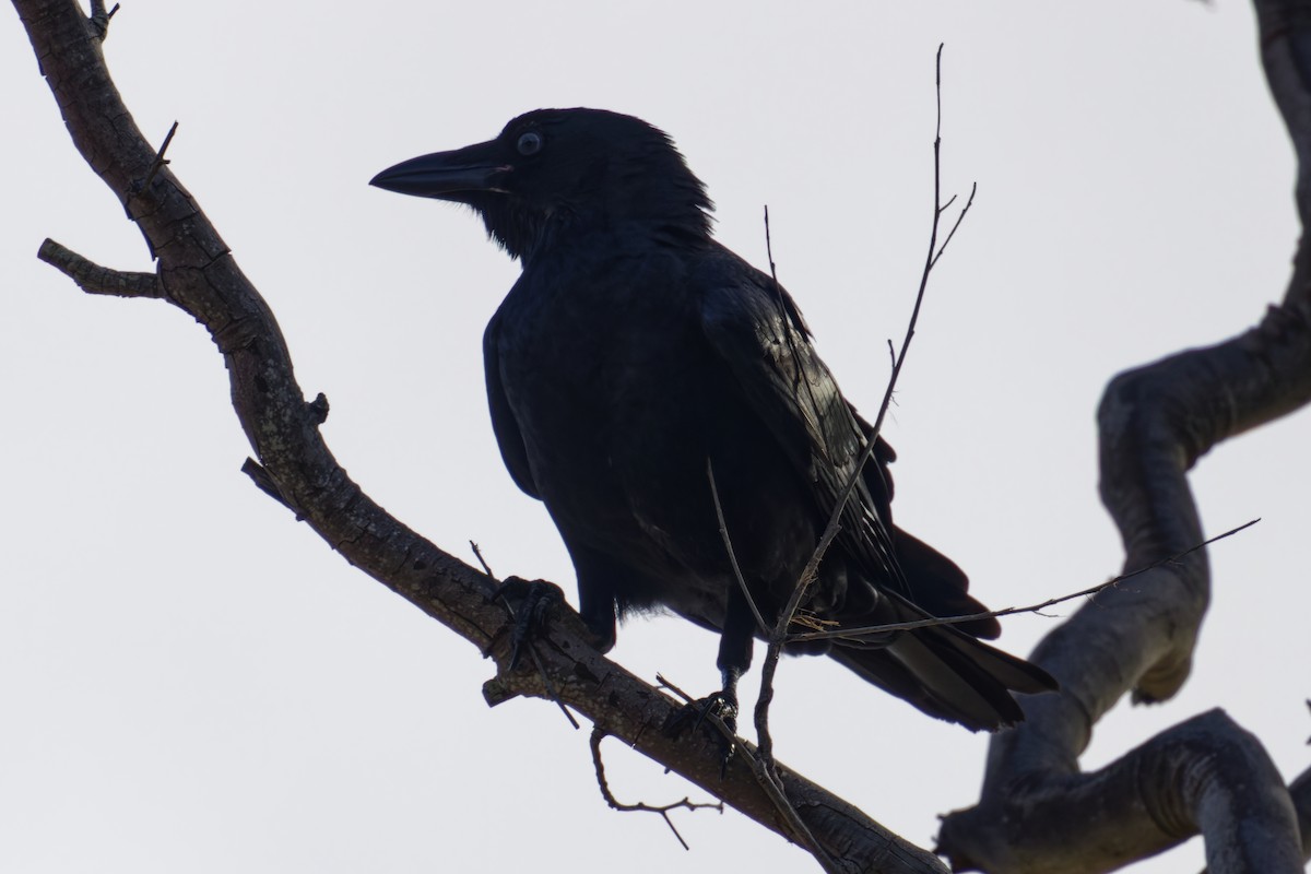 Corbeau de Torres - ML656941457