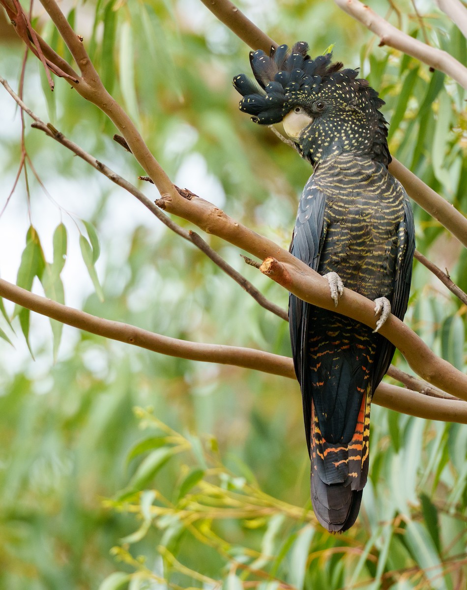 Red-tailed Black-Cockatoo - ML656941591