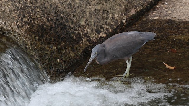 Pacific Reef-Heron - ML656941685