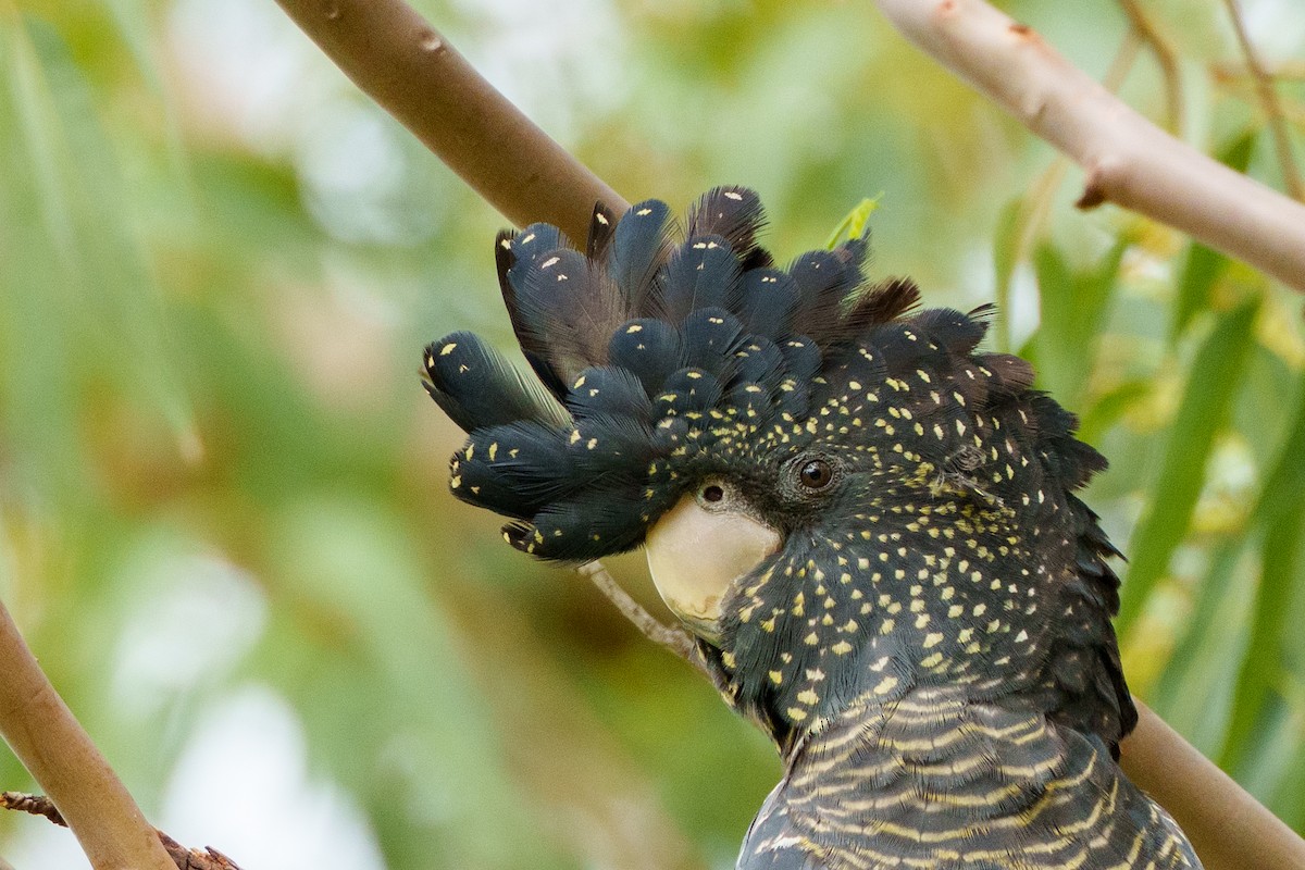 Red-tailed Black-Cockatoo - ML656942036