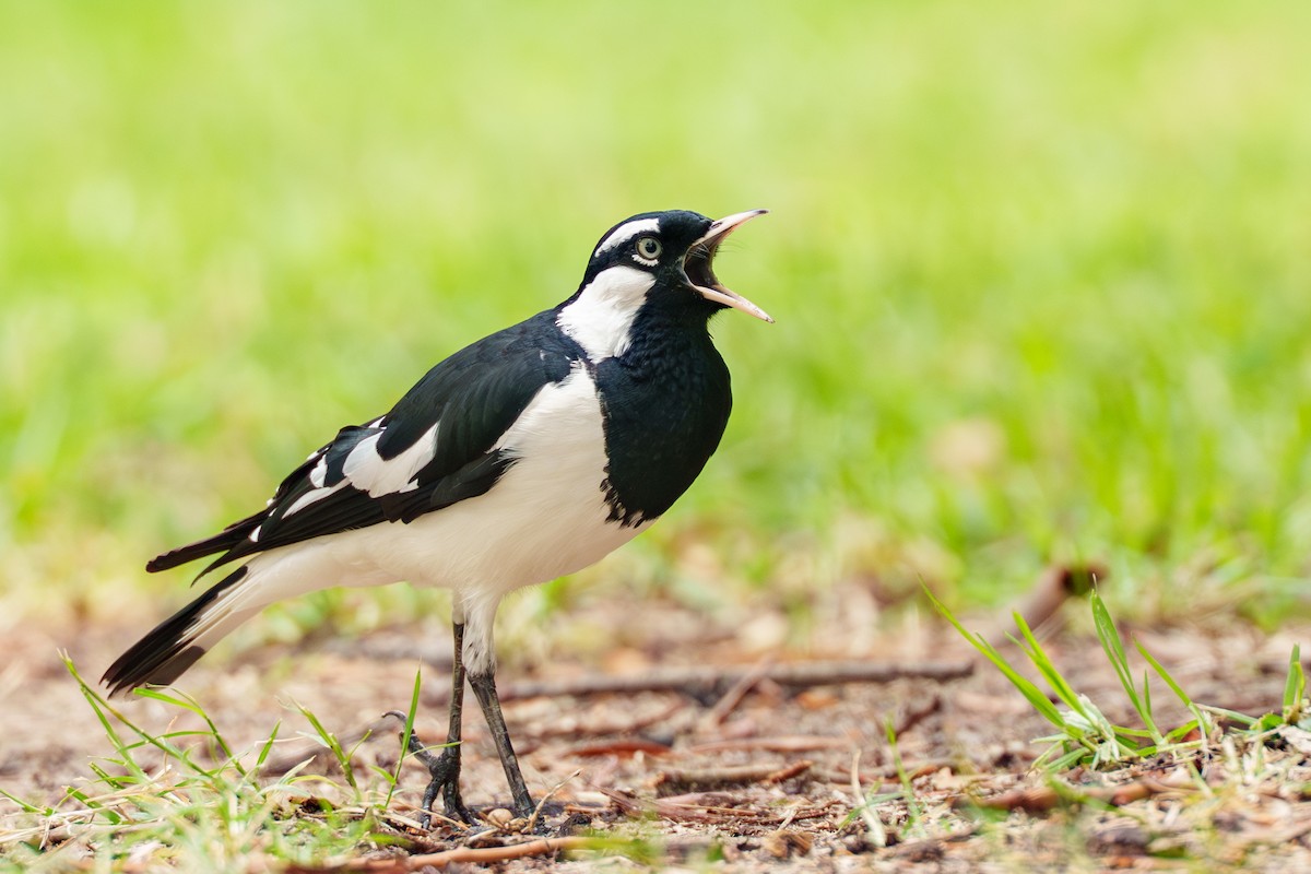 Magpie-lark - ML656942046