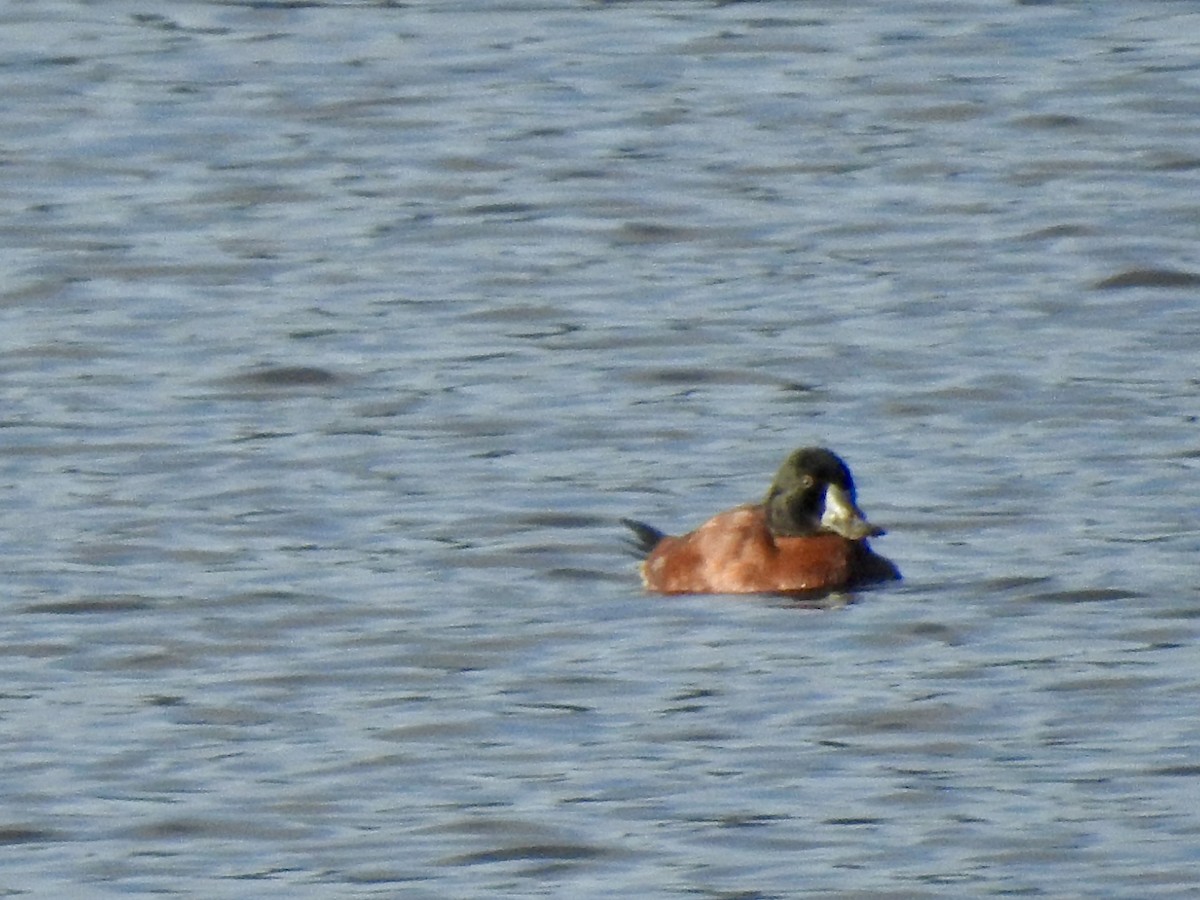 Maccoa Duck - ML656942760