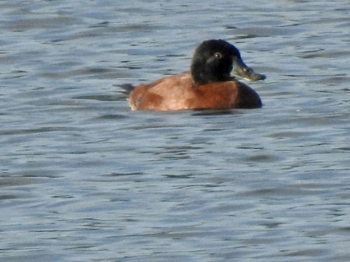 Maccoa Duck - ML656942772