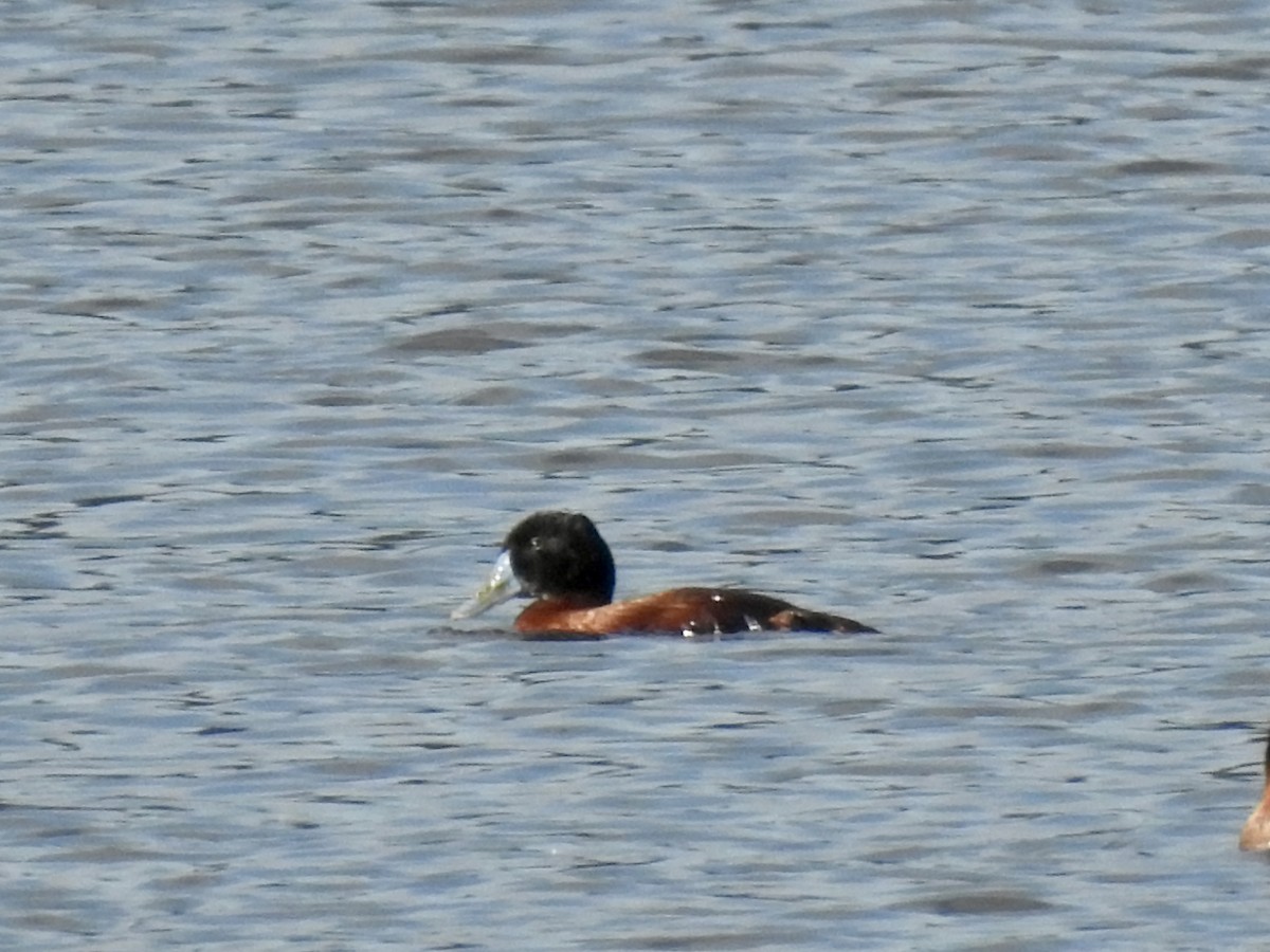 Maccoa Duck - ML656942777