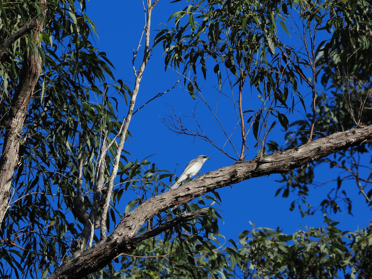 hvitbuklarveeter - ML656943158