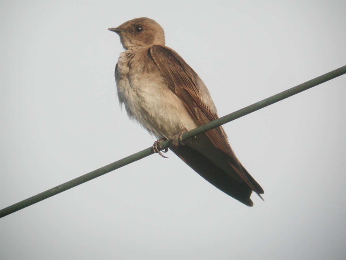 Northern Rough-winged Swallow - ML65694331