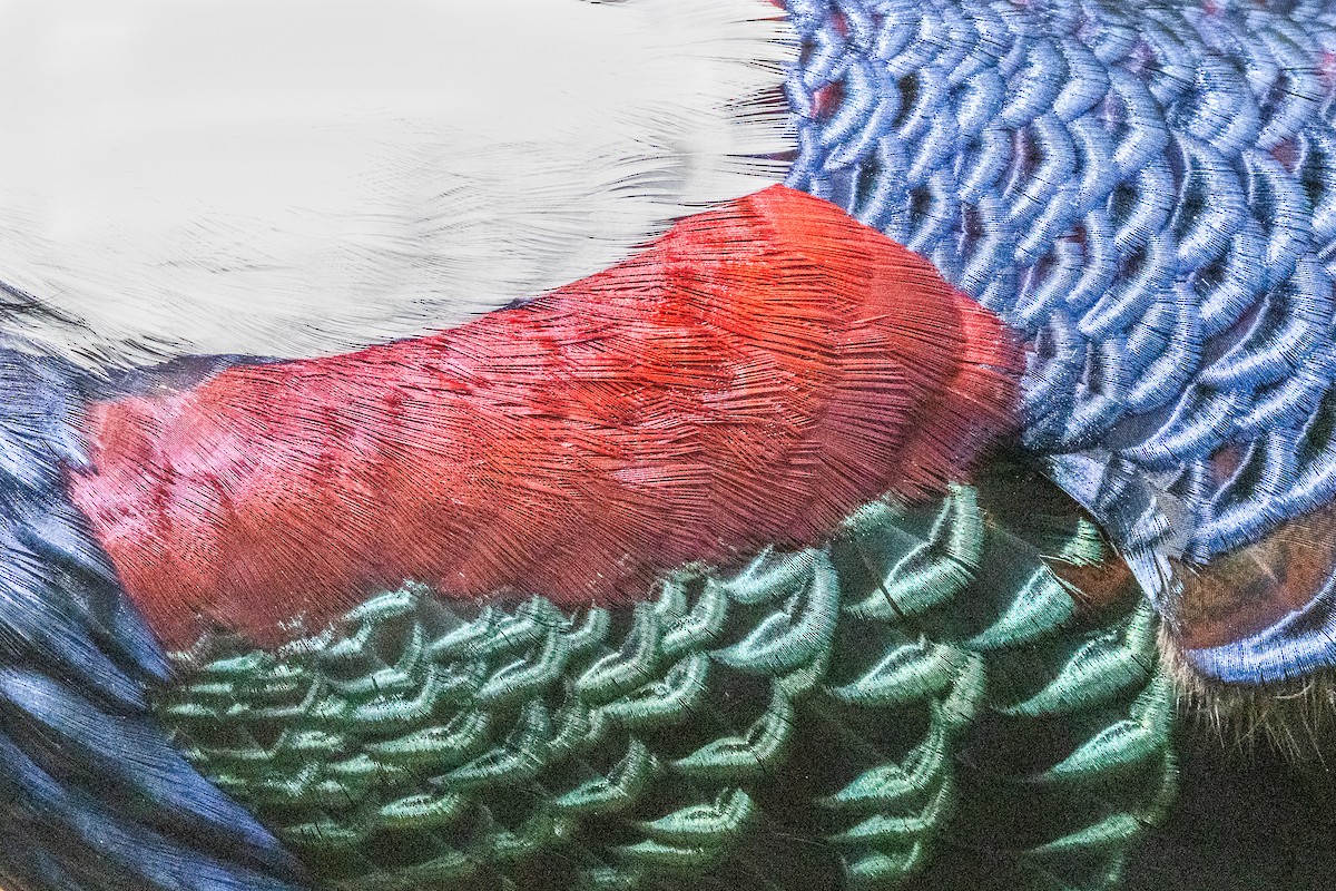 藍腹鷴 - ML656943703