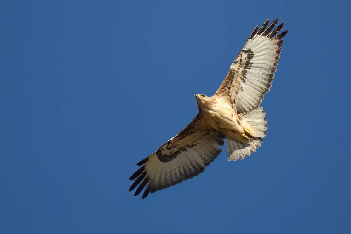Jackal Buzzard - ML656943758