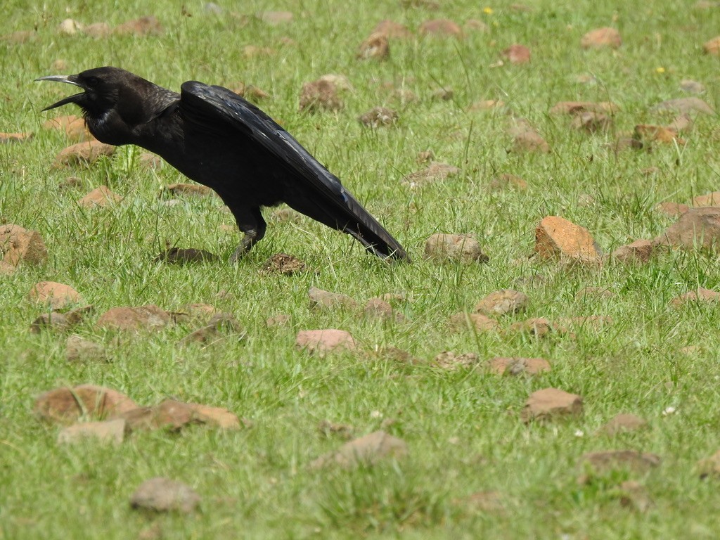 Африканский грач - ML656944049