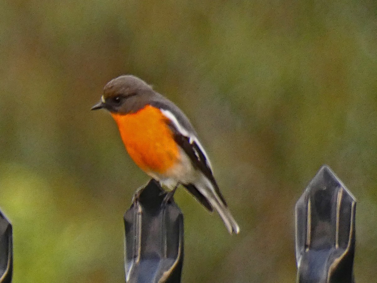 Flame Robin - ML656945395