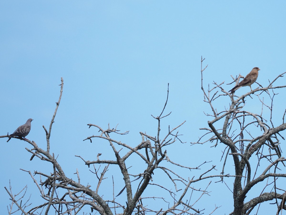 eBird Checklist - 24 Jan 2026 - URUGUAY,Estancia La R bida - 25 species