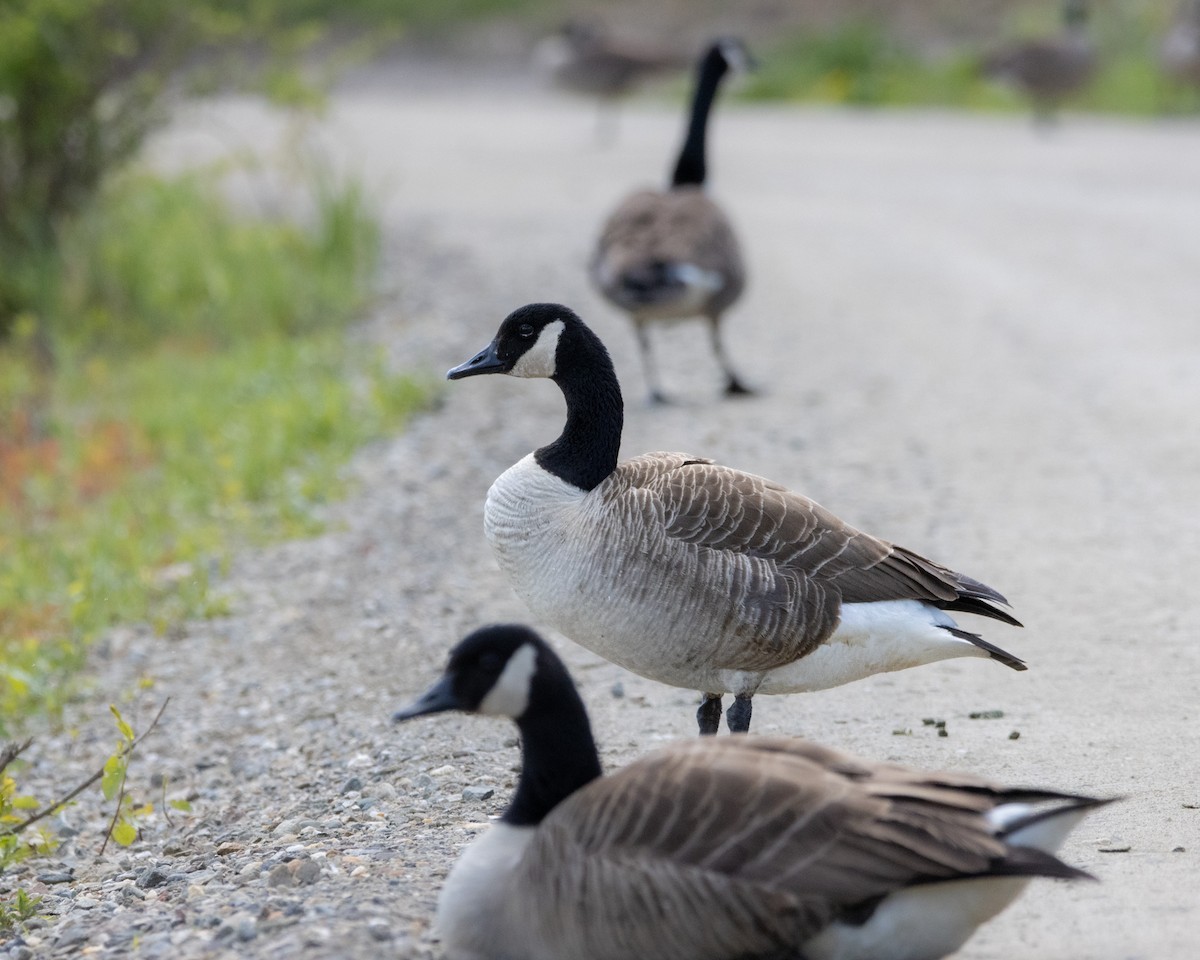 Branta kanadar handia - ML656945951