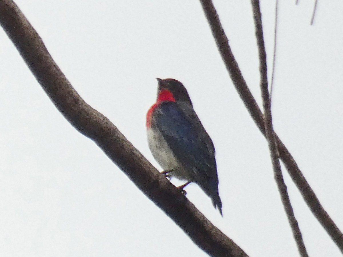Mistletoebird - ML656946459