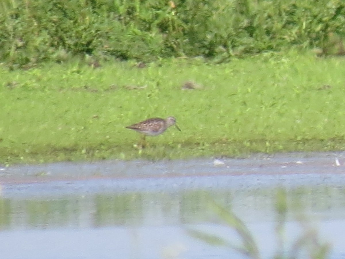 Temminck's Stint - ML656946618