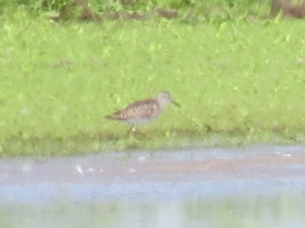 Temminck's Stint - ML656946620