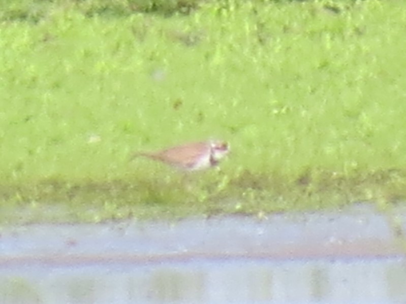 Little Ringed Plover - ML656946622