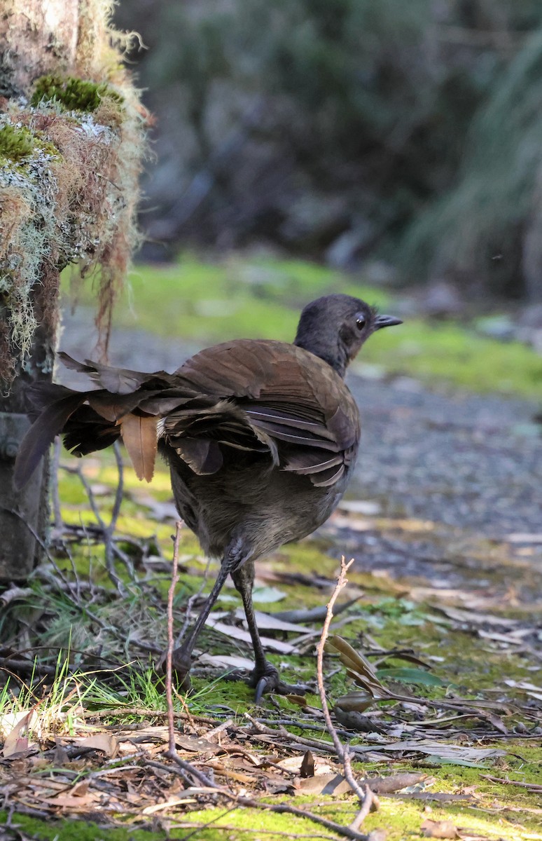 Superb Lyrebird - Menura novaehollandiae - Media Search - Macaulay ...