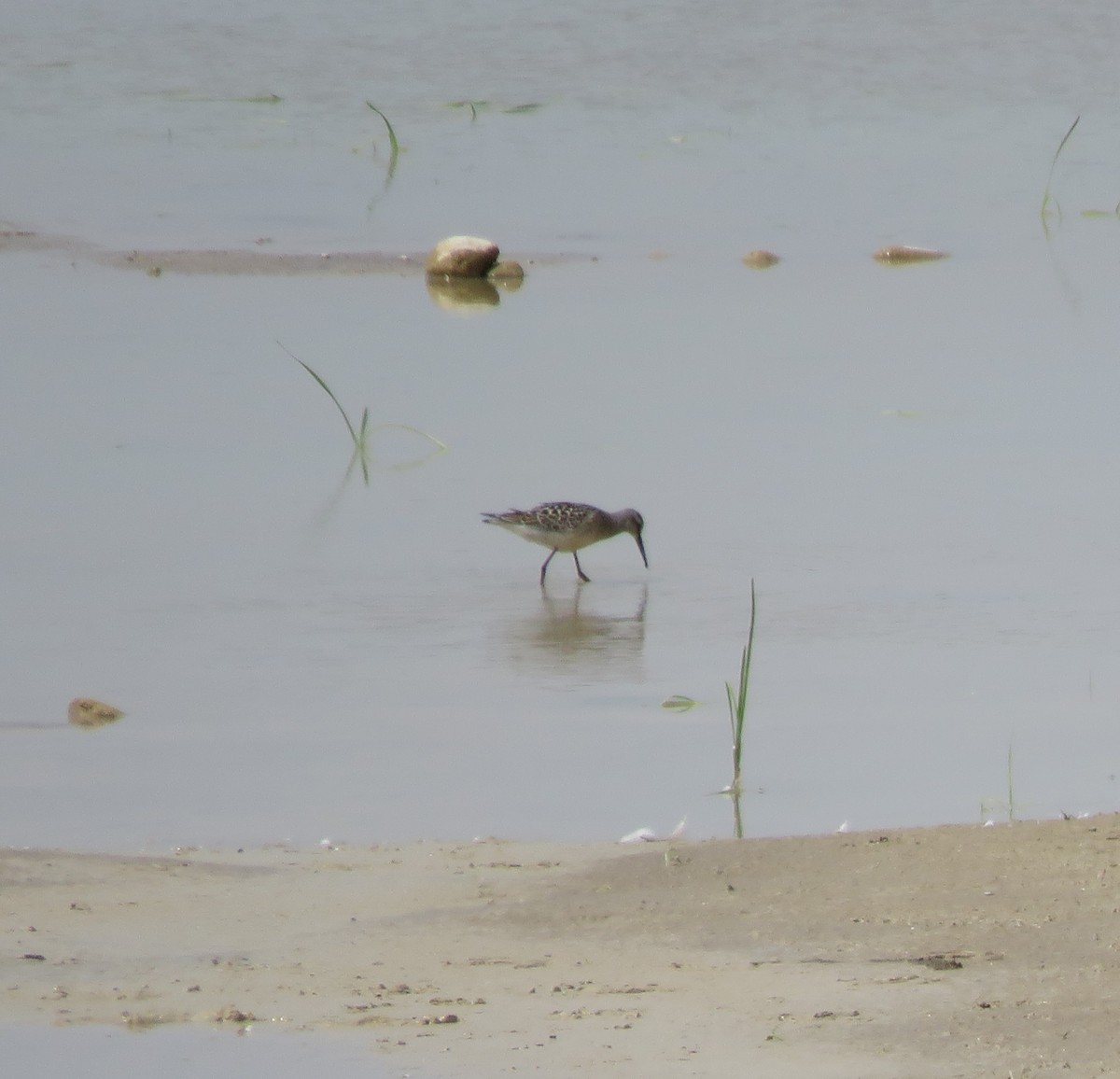 Stilt Sandpiper - Tyler L. Hoar