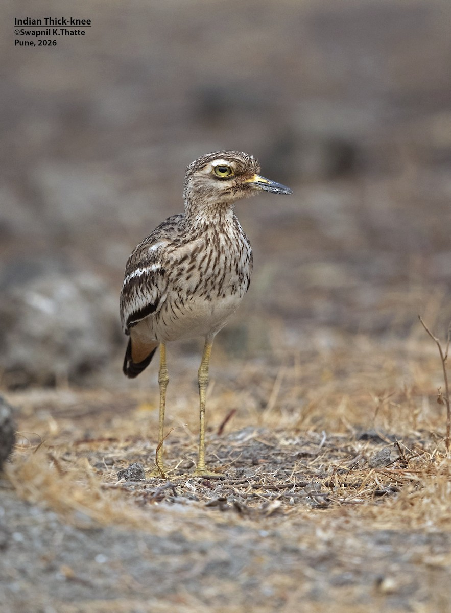Indian Thick-knee - ML656948346
