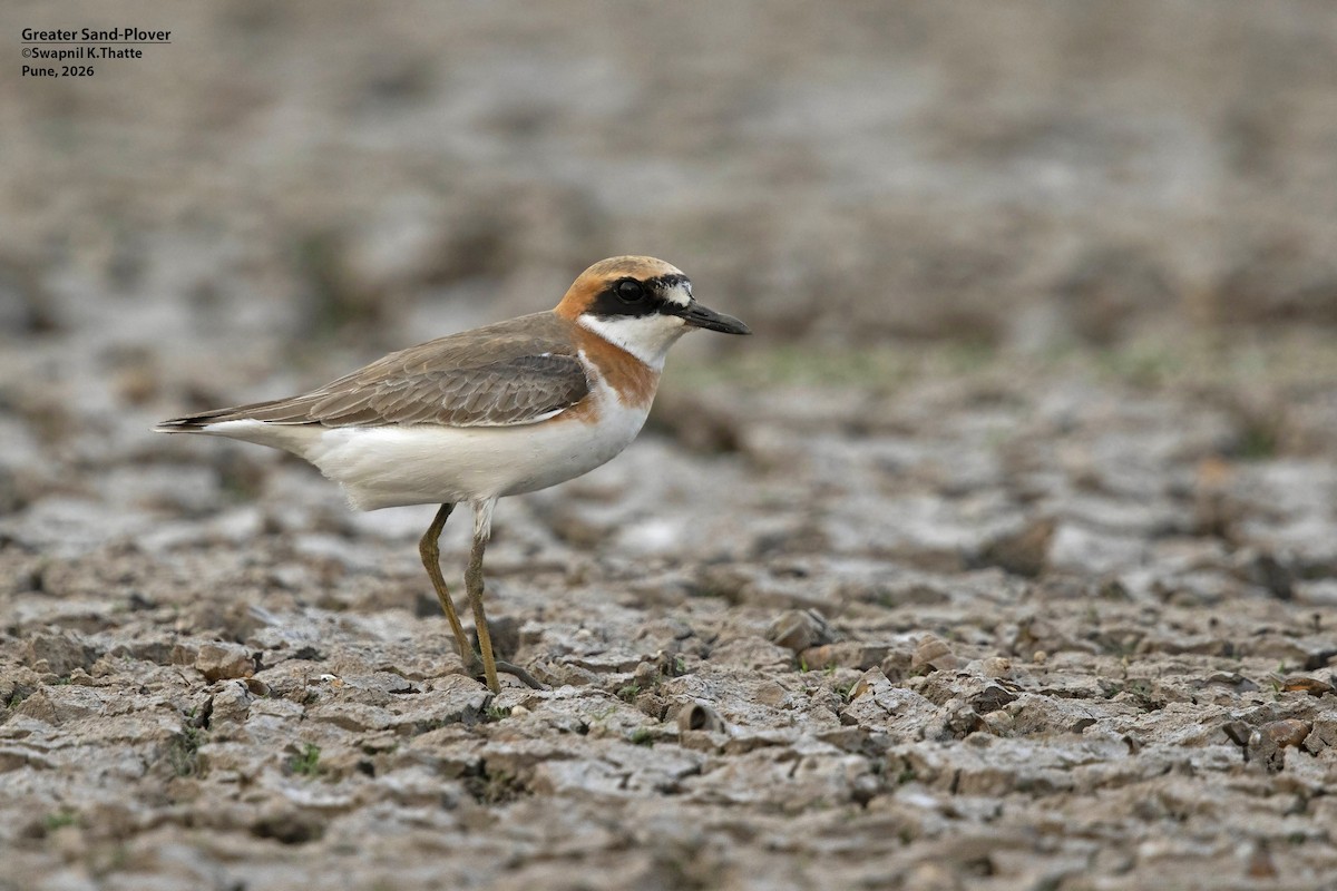 Greater Sand-Plover - ML656948413