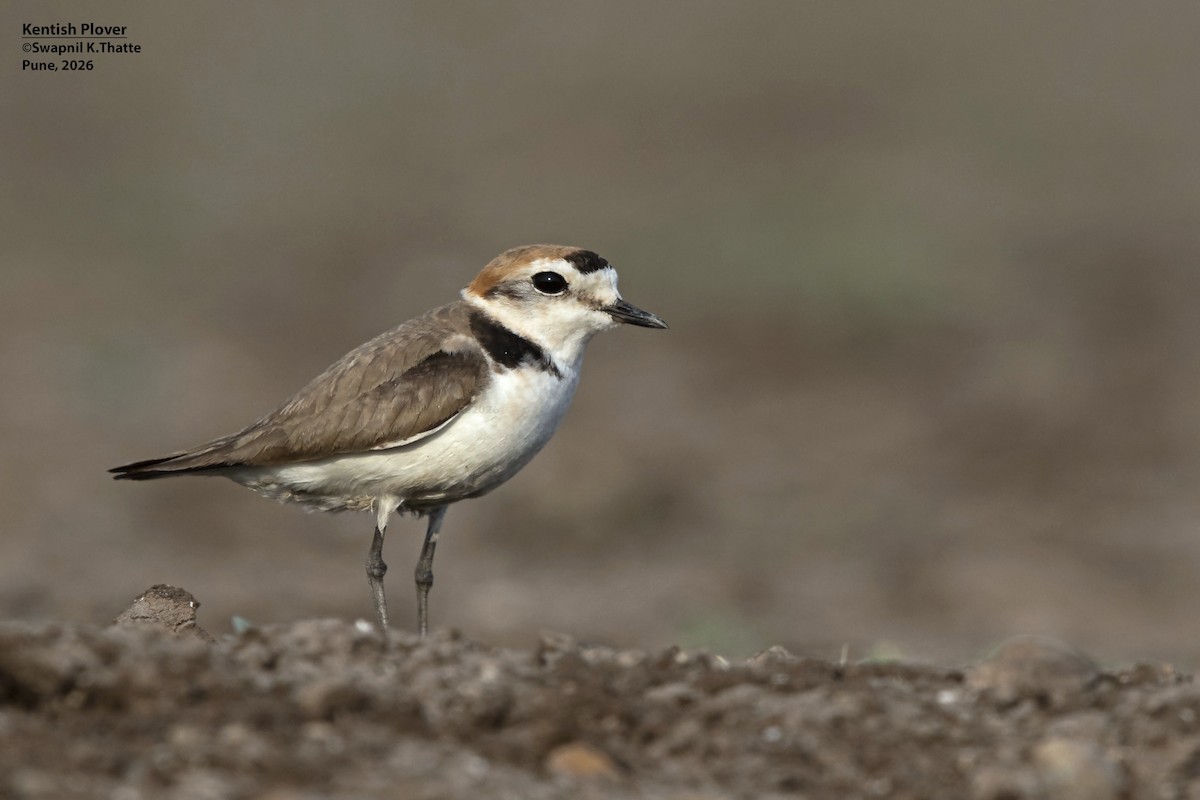 Kentish Plover - ML656948426