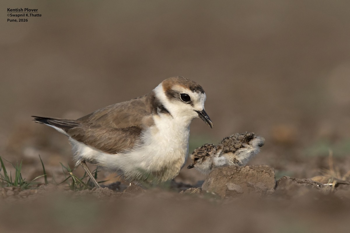 Kentish Plover - ML656948427