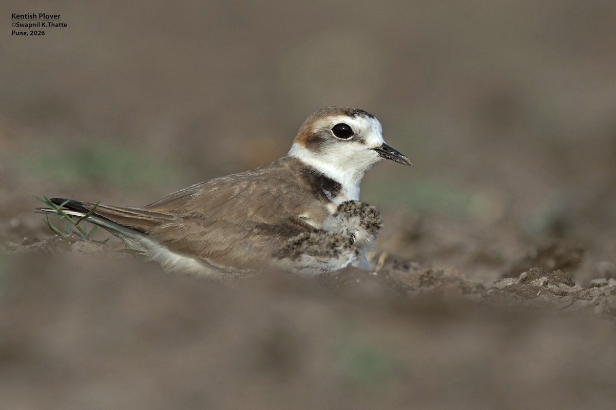 Kentish Plover - ML656948428